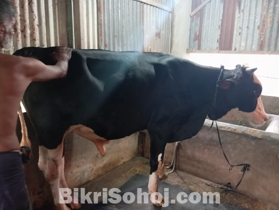 ১ টা কুরবানীর গরু আছে বিক্রয় এর জন্য